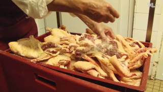 preview picture of video 'Reportage chez Florence Lacère, productrice de canard gras'