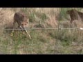 Wild Cheetahs Agonistic Sounds Growling Moaning Hissing Spitting