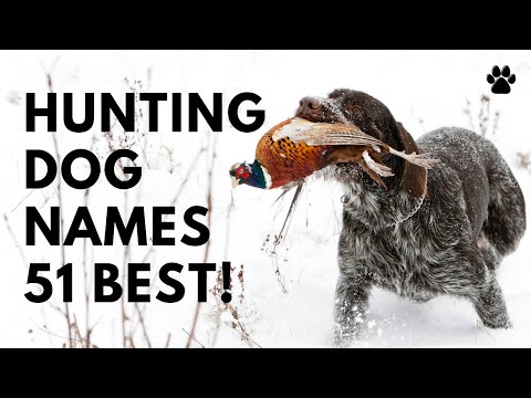 image-How are racing greyhounds named?