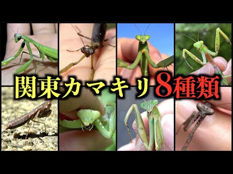 カマキリは今年の昆虫です