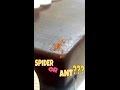 Laba Laba Atau Semut