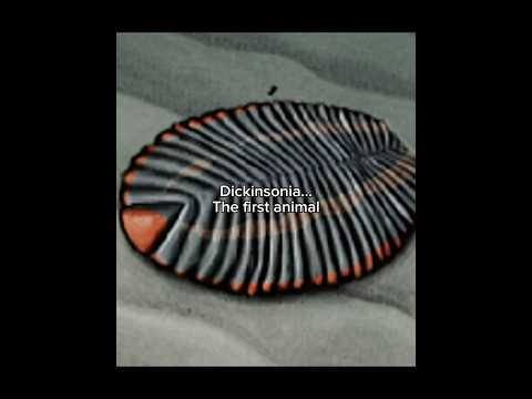 The first animal to ever live on Earth… #prehistoric #extinctanimals #dickinsonia