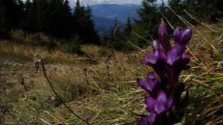 Mando Diao - Ochrasy - (Ode To Ochrasy 2006)