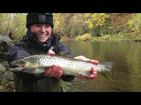 Bringing Back Salmon: How One Community Made a Difference (Part 1)