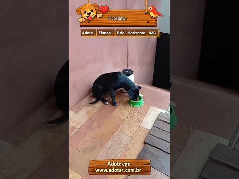 Vídeo de Pretinha