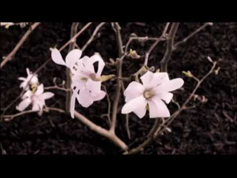 wiosno wiosenko witaj