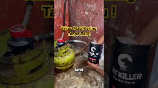 Download lagu Dead mice dry and odorless with this powerful rat poison #dryratpoison #powerfulratpoison mp3