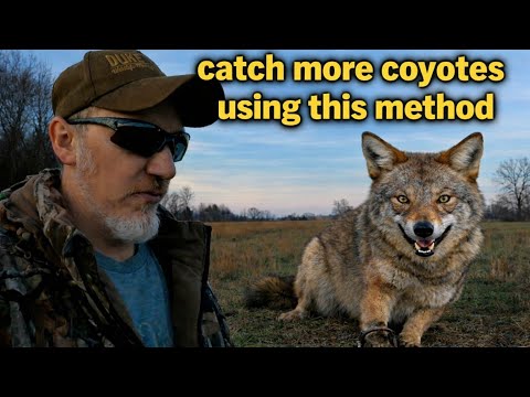 How To Predator Trapping! Coyote Catch and Detailed Set Re-Make #coyote #trapper
