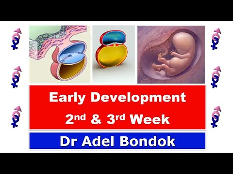 Early Development (Week 2 and Week 3), Dr Adel Bondok