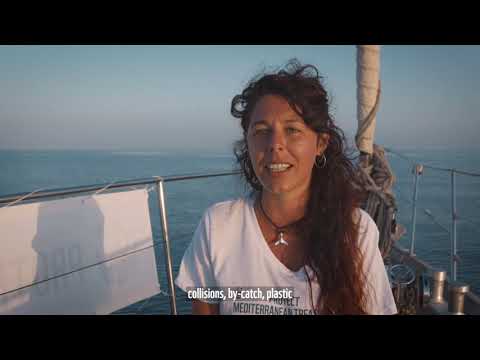 Getting to know Mediterranean cetaceans