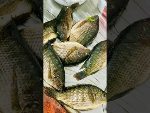 Stress Gone! Fishing in Untouched Wilderness 🐟 |Still Stressed? Watch This 🎣 | #FishingTherapy247