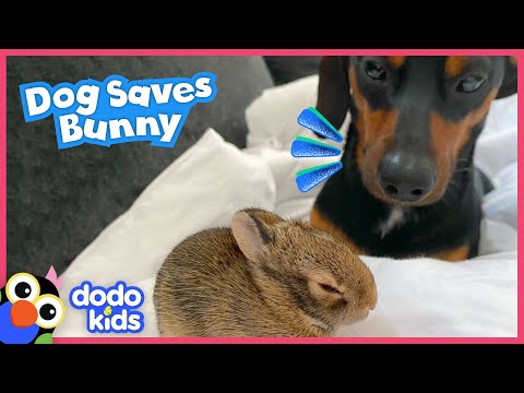 Hero Dog Rescues Tiny Bunny And Becomes His Brother! | Dodo Kids | Rescued!