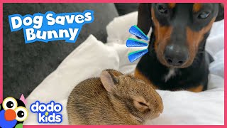Hero Dog Rescues Tiny Bunny And Becomes His Brother! | Dodo Kids | Rescued!