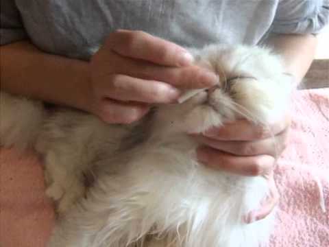 comment nettoyer les yeux d'un chat persan