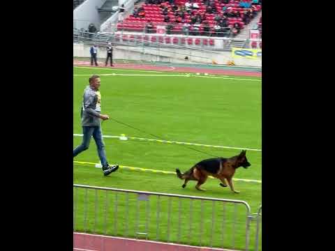 Junghundklasse Hündinnen BSZS 2022 - JHKH - Youth females