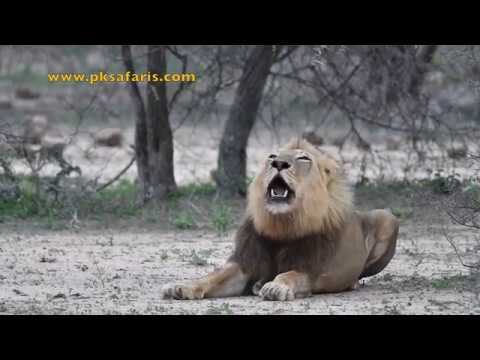 download lagu mp3 mp4 Male Lion Roaring, download lagu Male Lion Roaring gratis, unduh video klip Male Lion Roaring