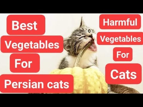 Best vegetables for persian cats VS some vegetables harmful for cats /Urdu /Hindi