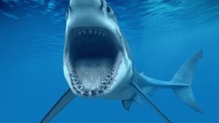 Top 10 Deadliest Shark Attack Beaches