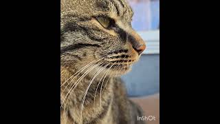 政治評論家ゴロ political commentator