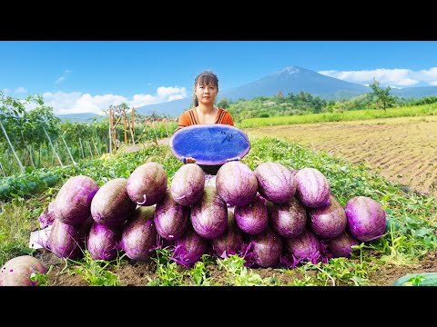 Harvesting Watermelon Goes To Market Sell - Cooking | Phuong Daily Harvesting