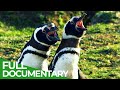 Wildest Islands Falkland Islands Penguin Paradise Free Documentary Nature