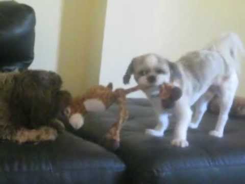 Snickers, an adopted Shih Tzu in Springfield, VA_image-1