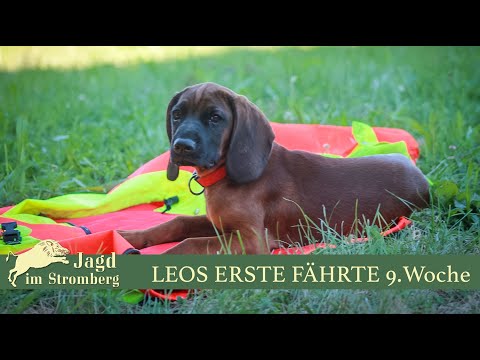 Einarbeitung eines Schweisshundes I