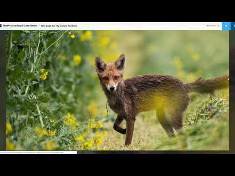 Fluidbox Ghost Blog Integration Javascript