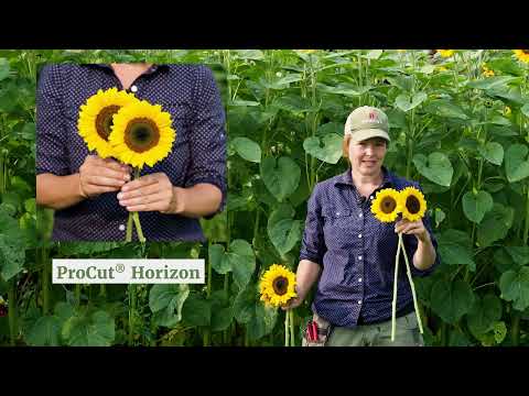 ProCut Series® Sunflower—Comparison of Orange Varieties