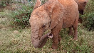 Up close and personal with playful young elephants at an orphanage