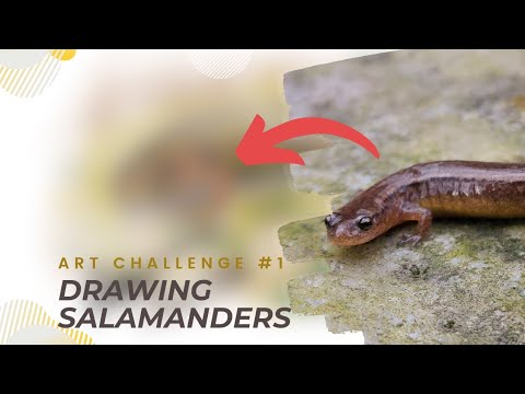 Searching For and Drawing Salamanders! [Salamander Art #1] #herping #amphibians #hiking  #drawing
