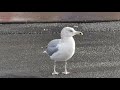 Hungry Seagull Eating French Fries From Garbage Bag Malayalam Sea Gull Bird Ocean Canada