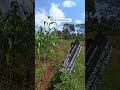 Effects Of Soil Erosion TuhifadhiMchanga FAOVideo UNEP Cynthiamumo9467