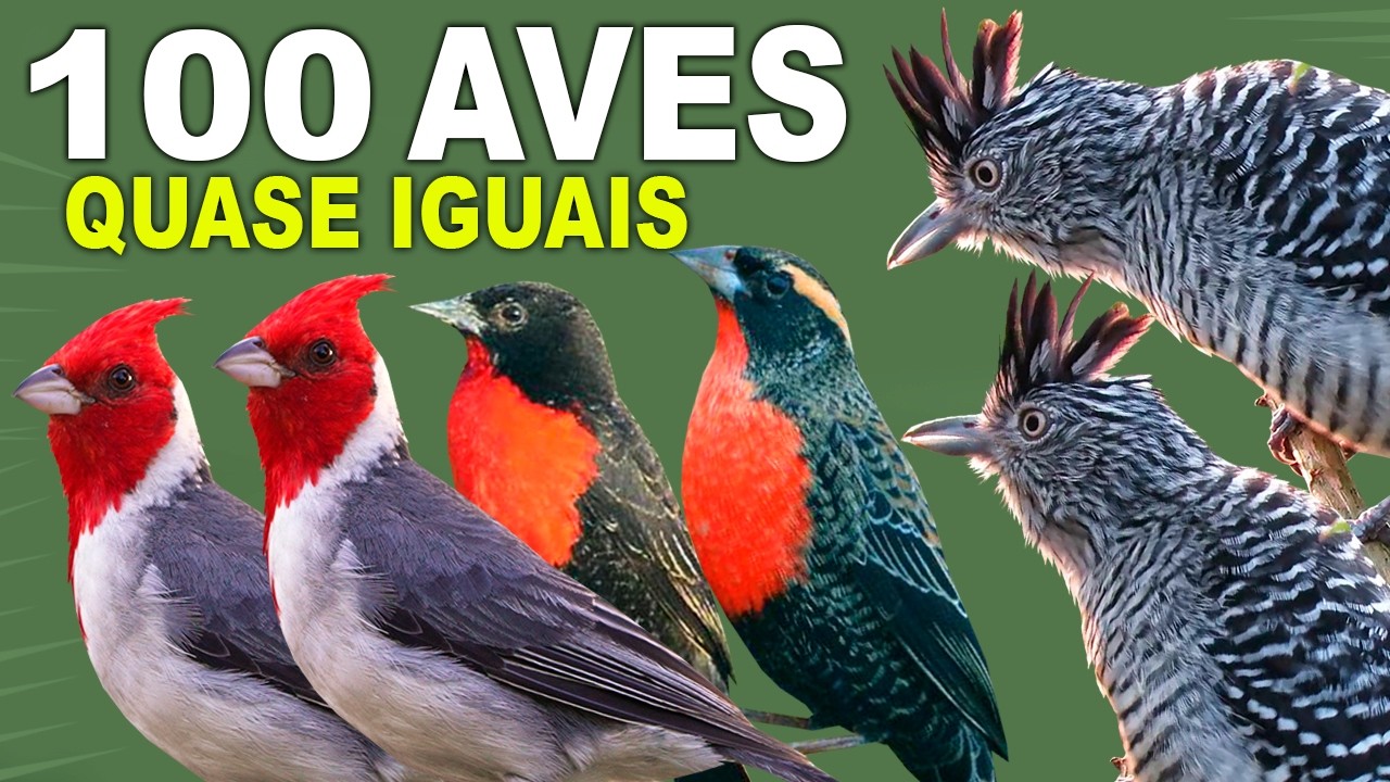 100 BIRDS Almost the same | Learn the differences | Bird Songs | Bird channel
