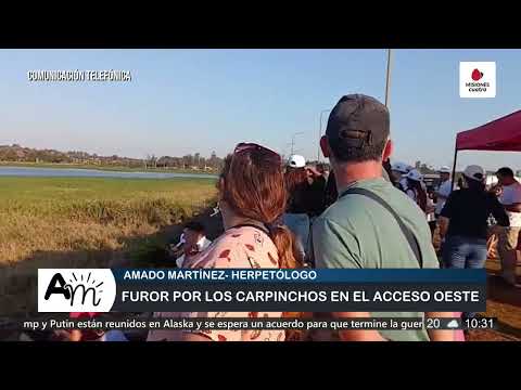 Carpinchos en el Mártires: advierten una recuperación frágil y riesgos sanitarios | Misiones Cuatro