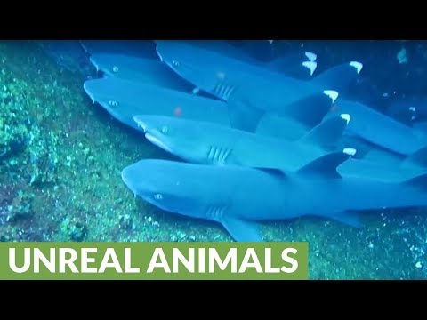 Diver approaches sleeping white tip reef  sharks