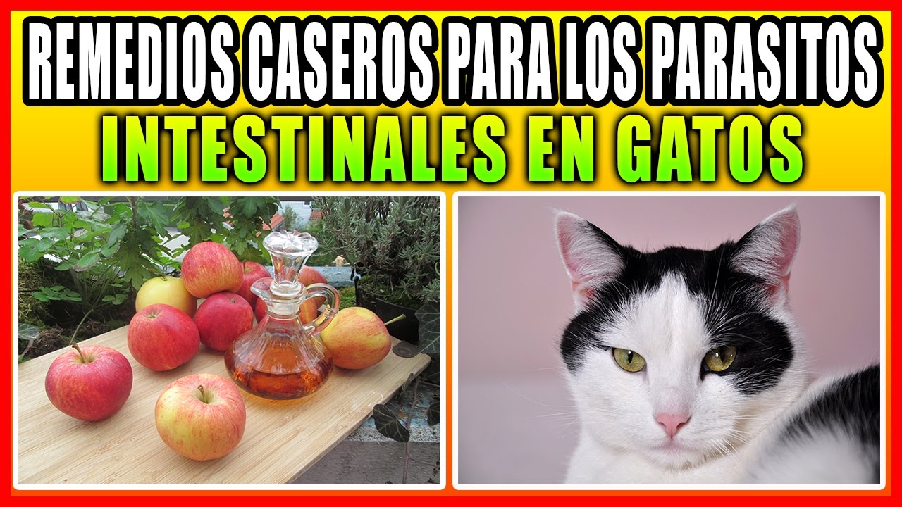 ☑👌 REMEDIOS CASEROS PARA LOS PARASITOS INTESTINALES EN GATOS