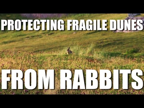 Protecting Fragile Dunes from Rabbits