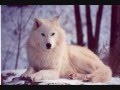Белая волчица 