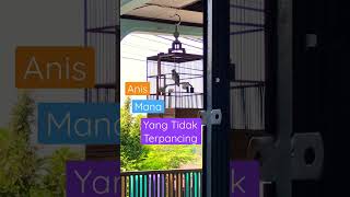 Download lagu Anis Kembang Ngeplong Pancingan Anis Kembang #aniskembangngeplong #bird mp3 Download lagu Anis Kembang Ngeplong Pancingan Anis Kembang #aniskembangngeplong #bird mp3