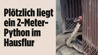 RIESEN-PYTHON IN INDIEN: Mann stoppt Würgeschlange mit bloßen Händen