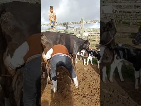#youtubeviral #gado #pecuarista #youtubeshorts #fazenda #capoeiras #feiradegado