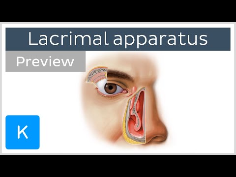 Lacrimal apparatus: gland, canaliculi, duct and other structures (preview) - Human anatomy | Kenhub