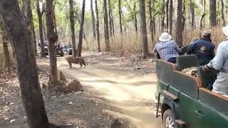 preview picture of video 'Tigress T 31, Choti maada with cubs, Kanha National Park'
