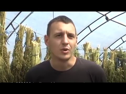 RTS:: Paraolimpijac Nemanja Tadić počeo proizvodnju industrijske konoplje