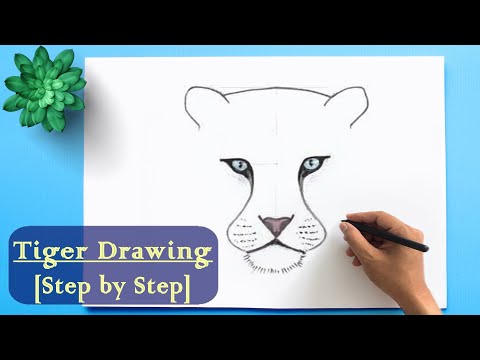 How to Draw a Tiger step by step ॥ Easy Tiger Drawing for ...