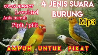 Download lagu Jenis pikat suara burung.mp3, cucak jenggot, Lovebird, Anis merah dan Pipit/pi'it mp3 Download lagu Jenis pikat suara burung.mp3, cucak jenggot, Lovebird, Anis merah dan Pipit/pi'it mp3