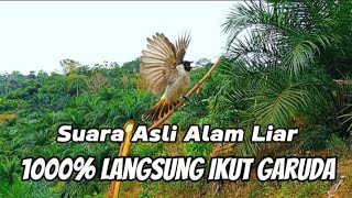 Download lagu Pikat kutilang TUA HUTAN gacor asli alam liar, sekali putar kutilang liar auto emosi🦅 mp3