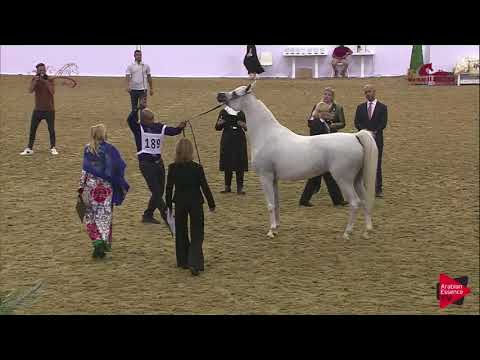 N.189 MARAAM AL NASSER - 2019 Al Shaqab Arabian Horse Show Festival -  (Class 5A)