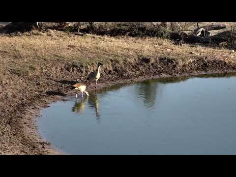 Djuma: Egyptian Geese pair - 06:29 - 10/30/18